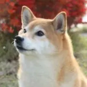 柴犬の画像