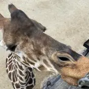 ちょこちょこちょぼ