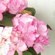 ポポ