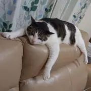 チビタロー
