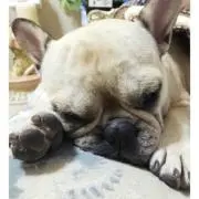 ダリルの画像