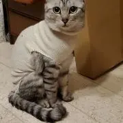 とんくん