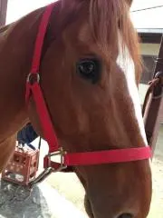 ponyの画像