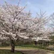 minamiの画像