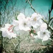 はるはるみー ☆プロフ必読☆の画像