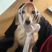 はくの画像