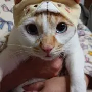 chachamayu 【フォロー割】の画像