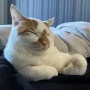 コンキチの画像