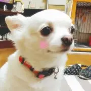 ちゃいたんの画像