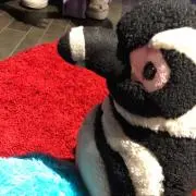 みゆの画像