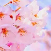 サクラ⭐️
