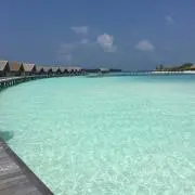 ちこちゃんの画像