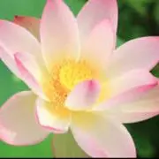 かぶもんの画像