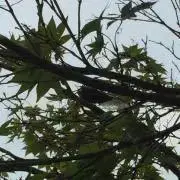 ボンビ〜