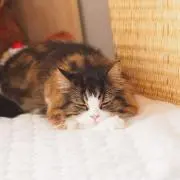 さちこ。の画像