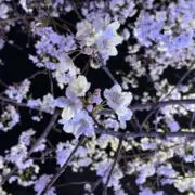 アルノの画像