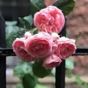 長谷川♡即購入OK○フォロー割の画像