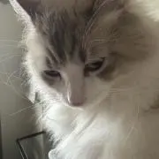 おなかぺこぺこの画像