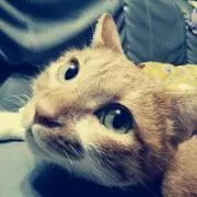 ゆーこ☆の画像