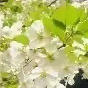 ことりの画像