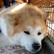 あおいの画像