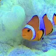 こてつの画像