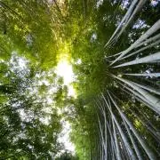 テオの画像