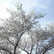 かさ◆土曜発送、送り先同一は同梱発送の画像
