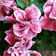 Flower Lateの画像