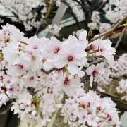 ma プロフ必読　保管してた物お譲り中の画像