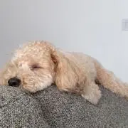 Harryの画像