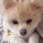 わさびの画像