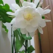 蘭の画像