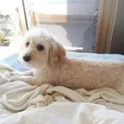 ももの画像
