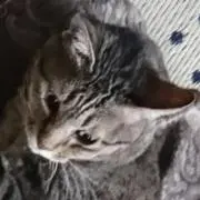 ココ太の画像
