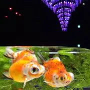 さくらりんご