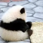 こじ
