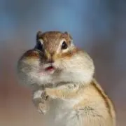 しまりすの画像