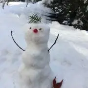 ニコの画像