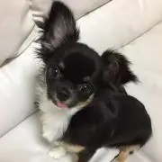ふぅたんの画像