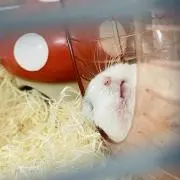 おはぎ