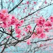 コウの画像