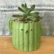 ミンティアの画像