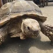 トモリン