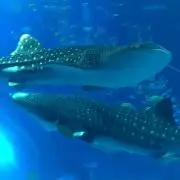 g.mamaの画像