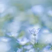 Towaの画像