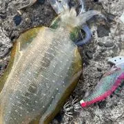 まさ