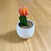 さぼさぼの画像