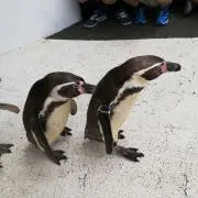 dai2