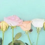 プロフ必読！断捨離中OLの画像